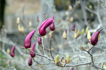 Bud of Lily magnolia in Saga prefecture, JAPAN. © w108av22