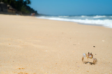 little crab on the beach on the sand in the background the sea and the waves