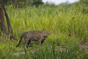 Jaguar ruft den Artgenossen