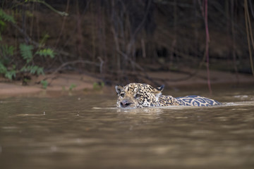 Jaguar schwimmt im Fluss