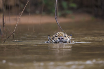 Jaguar schwimmt im Fluss