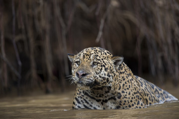 Jaguar auf Beutesuche im Fluss