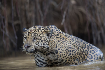 Jaguar auf Beutesuche im Fluss