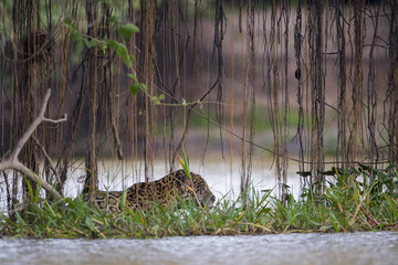 Jaguar auf Beutesuche im Fluss
