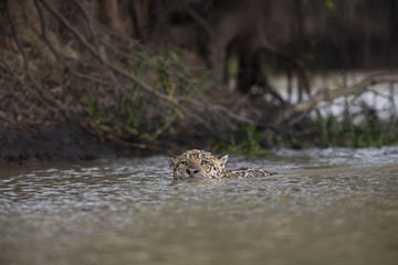 Jaguar schwimmt im Fluss