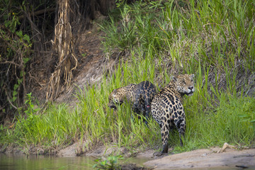 Jaguare wollen sich paaren