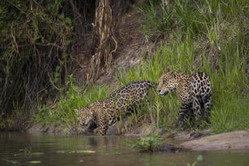 Fototapeta na wymiar Jaguare wollen sich paaren