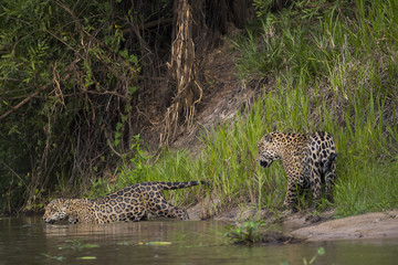Fototapeta na wymiar Jaguare wollen sich paaren