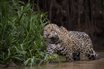 Jaguar auf Beutesuche am Ufer