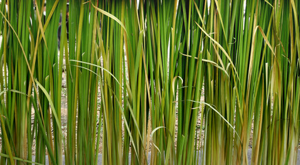 Green Plant Fence