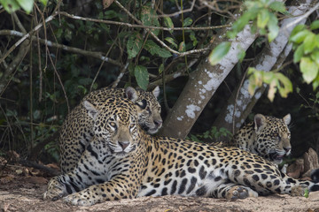 Fototapeta na wymiar Jaguar mit Jungen putzen sich