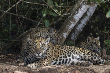 Fototapeta na wymiar Jaguar mit Jungen ruht sich aus