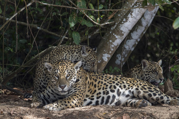 Jaguar mit Jungen ruht sich aus