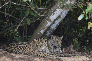 Jaguar mit Jungen ruht sich aus