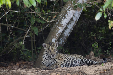 Jaguar mit Jungen ruht sich aus
