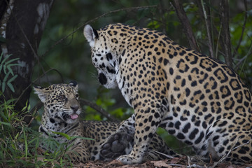 Fototapeta na wymiar Jaguar mit Jungen