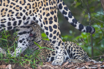 Jaguar mit Jungen