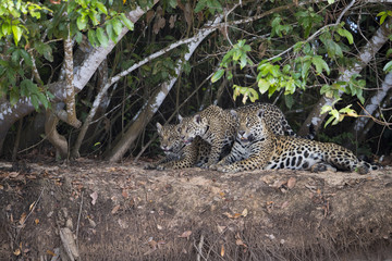 Fototapeta na wymiar Jaguar mit Jungen