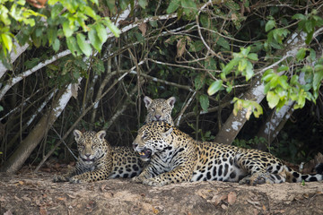Jaguar mit Jungen