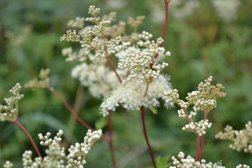 Fleur blanche des champs