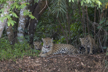 Jaguar mit Jungen