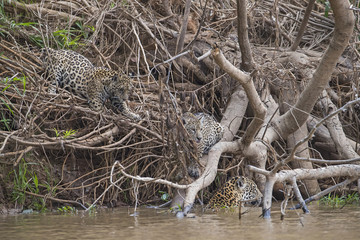 Jaguar geht mit Jungen zum Fluss