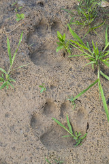 Tatzenabdruck vom Jaguar