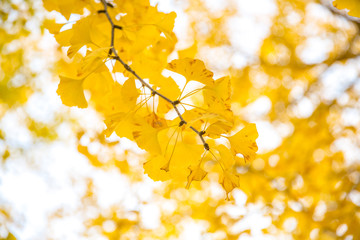 Ginkgo trees Autumn