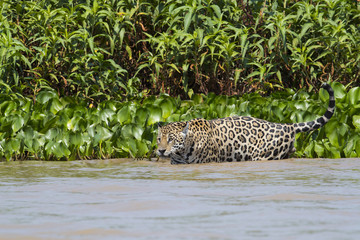 Fototapeta na wymiar Jaguar im Schilfguertel