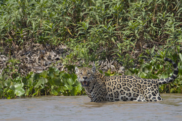 Fototapeta na wymiar Jaguar beobachtet die Umgebung