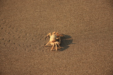 Cute crab walking on the beach. © Tarik GOK