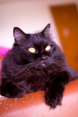 Young persian cat relaxing on the sofa.