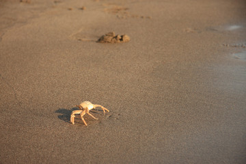 Cute crab walking on the beach.