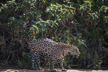 Jaguar markiert sein Revier