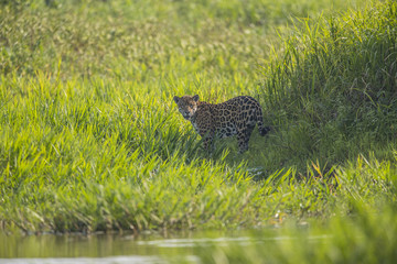 Junger Jaguar im Schilf