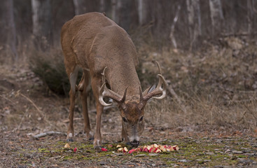 Fototapeta premium White-tailed deer buck in the forest eating apples in Ottawa, Canada