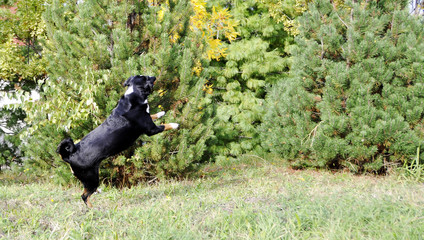 Appenzell cattle dog running on the green grass