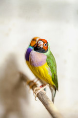 beautiful bird of guild amadine sits on perch close-up