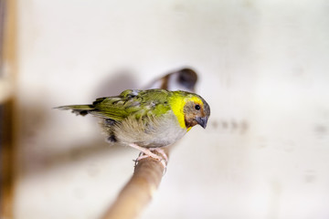 Female small Cuban finch sits on perch closeup