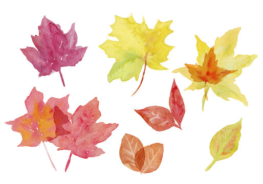 紅葉　いろいろな秋の葉っぱ　水彩イラスト