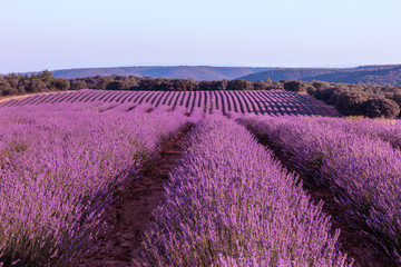Fototapeta na wymiar Blooming lavender flowers field with blue sky and copyspace
