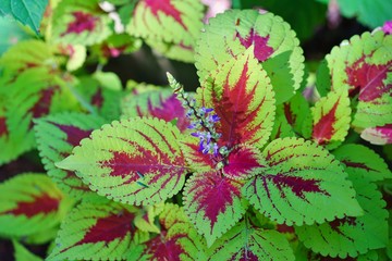 Red and green leaves of the coleus plant, Plectranthus scutellarioides