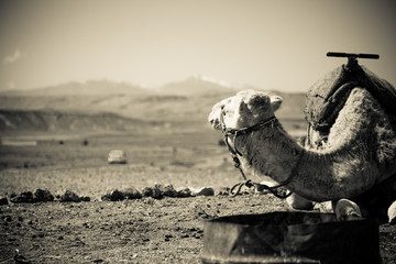 Camel resting and looks out of a car that passes into the desert