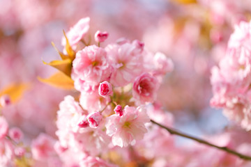 sakura flowers cherry blossoms