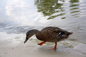 Duck (mallard) on the shore