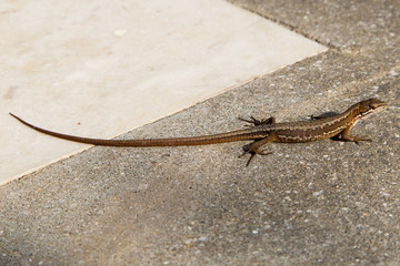 Japanese grass lizard