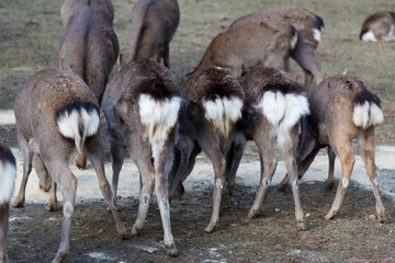Naklejka na ściany i meble Deer butts at Nara Park