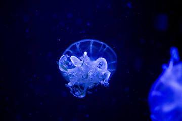jellyfish