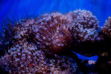 Coral photos, royalty-free images, graphics, vectors & videos | Adobe Stock