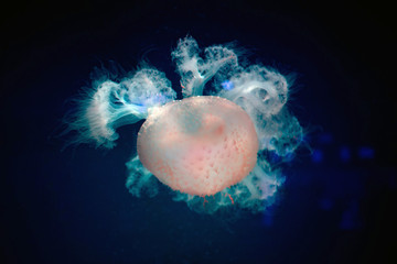 jellyfish